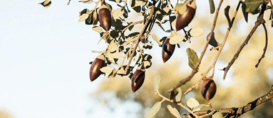 Dehesa